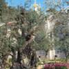 The Garden of Gethsemane