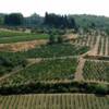 A Tuscan Vineyard