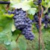 At the Vineyard